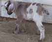 FHR Freya
